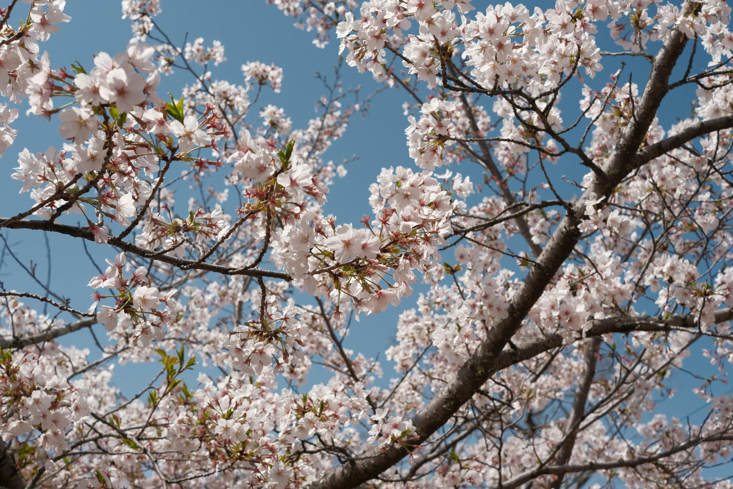 Cherry blossoms in spring