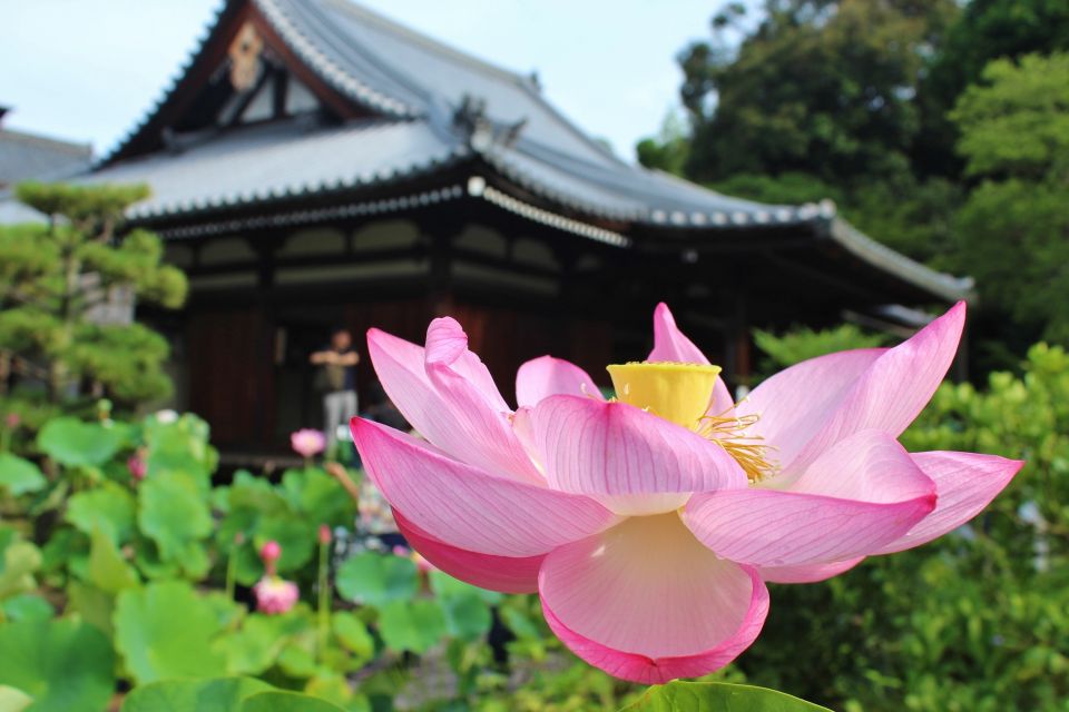 Lotus flowers blooming in a temple pond in early summer