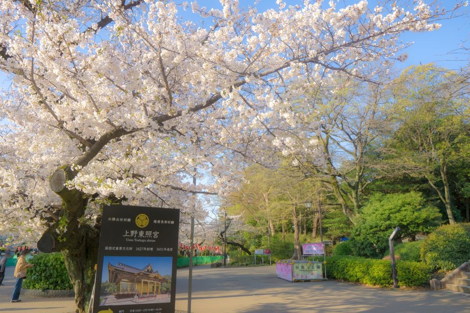 Cherry blossoms at Ueno Park in Tokyo
