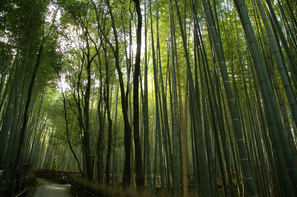 Bamboo grove in fresh green spring