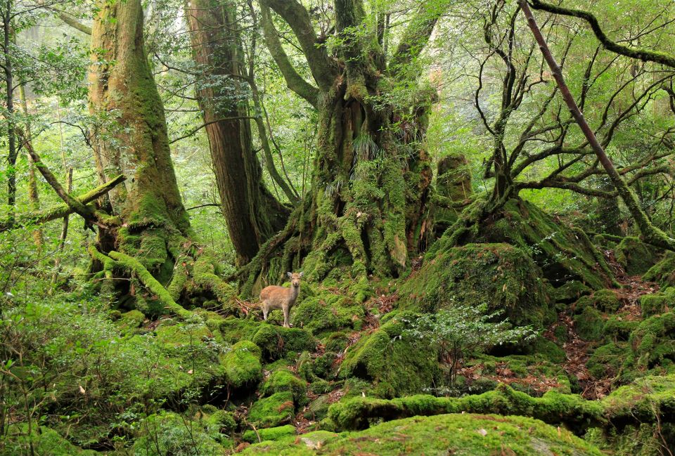 alt="Lush green mossy forest in Yakushima(屋久島の苔むす緑の森)"