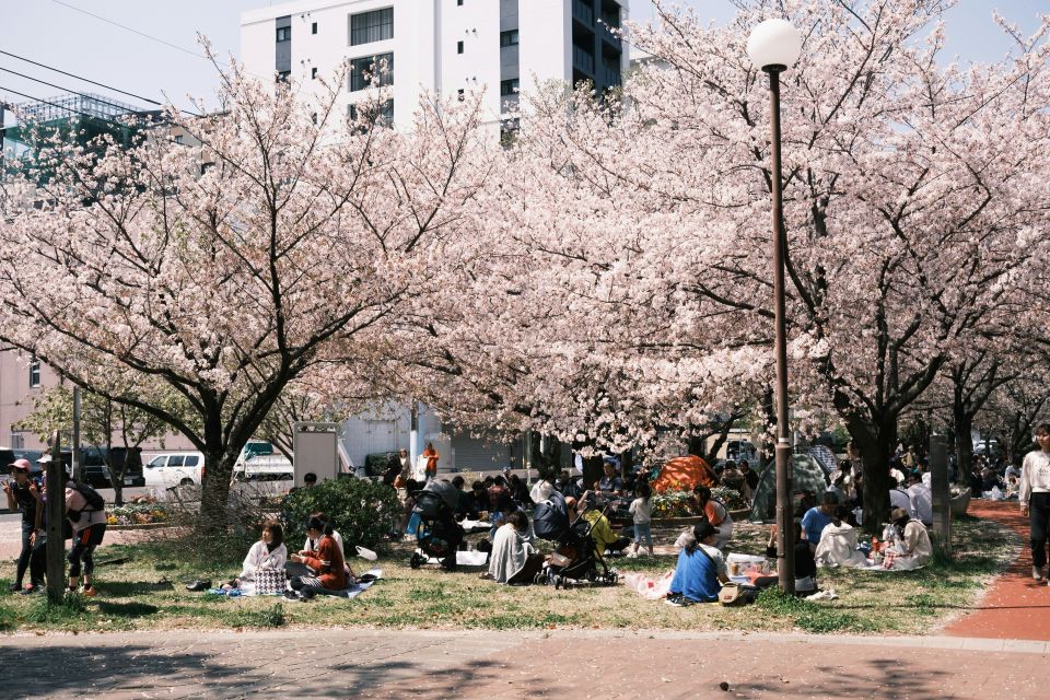 People enjoying cherry blossom viewing (Hanami) under full-bloom trees in a park.
