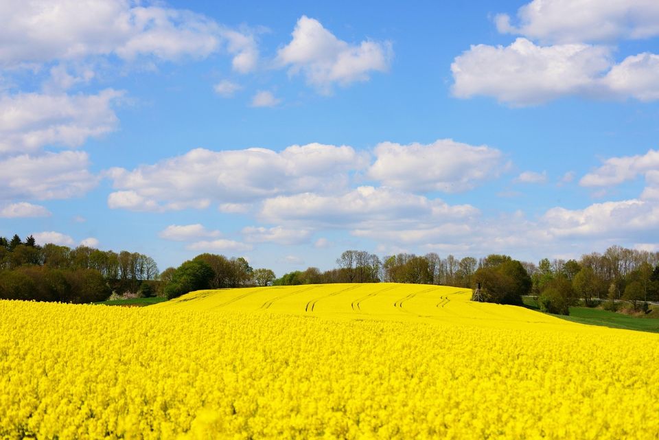 Yellow nanohana flowers blooming in spring