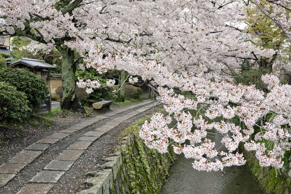 Philosopher’s Path in Kyoto lined with cherry trees